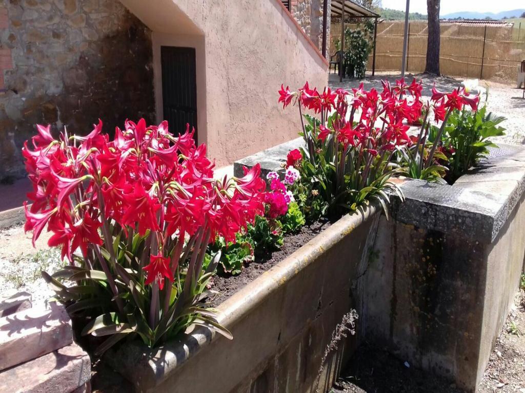 Agriturismo Boschetto Di Montiano Montiano  Extérieur photo